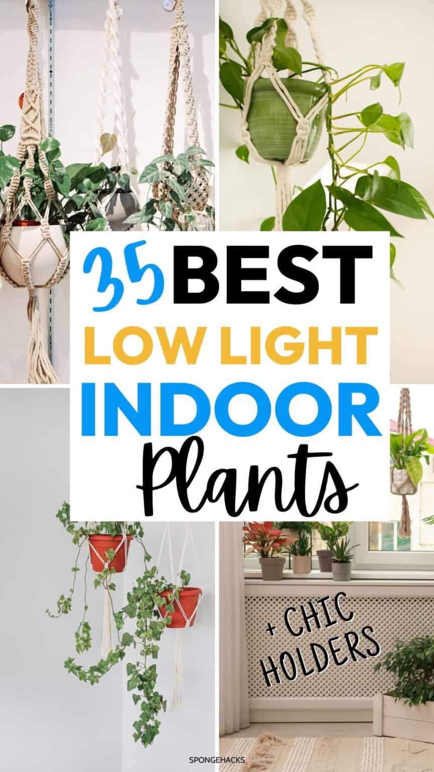 35 Best Low Light Indoor Hanging Plants (+ Holders) for Your Apartment