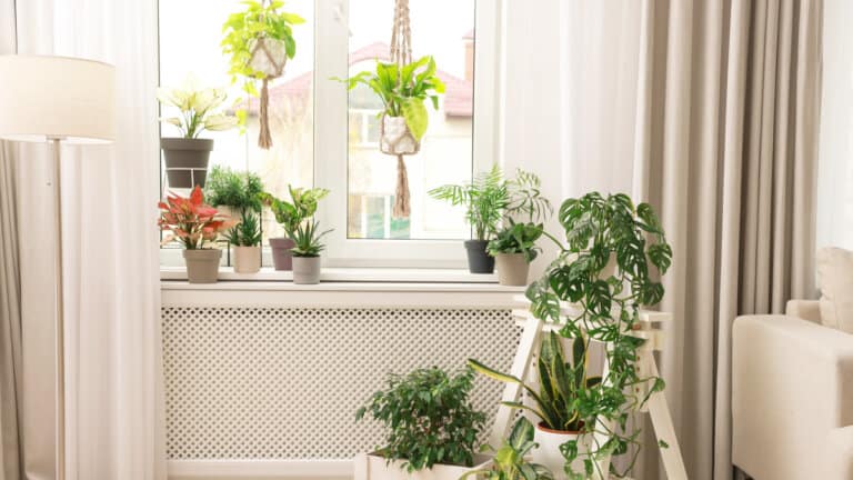 35 Best Low Light Indoor Hanging Plants (+ Holders) for Your Apartment