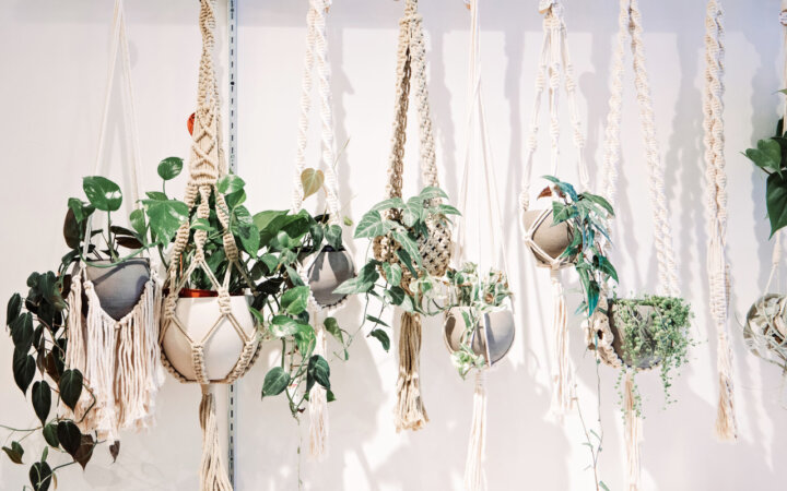 35 Best Low Light Indoor Hanging Plants (+ Holders) for Your Apartment ...