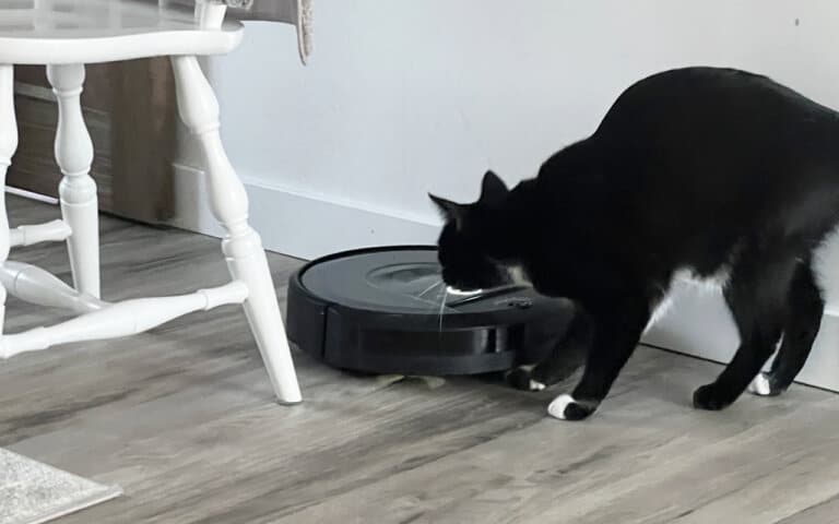My Roomba and cat