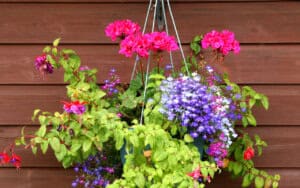 19 Hanging Basket Ideas (Stylish Tips & Tricks)